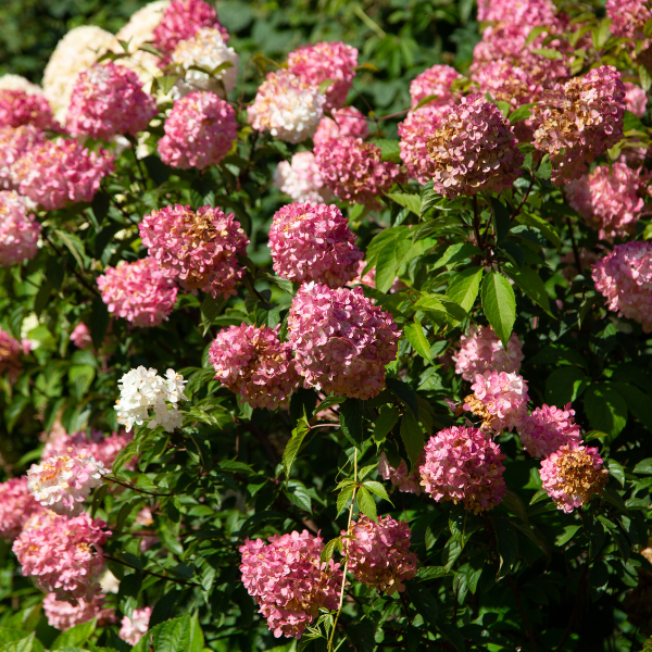 Hortensia paniculé 'Vanille fraise'® - Hydrangea paniculata 'Vanille fraise®'