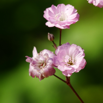 Gypsophile 'Rosenschleier' - Gypsophila 'Rosenschleier'