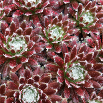 Sempervivum Chick Charms Cosmic Candy