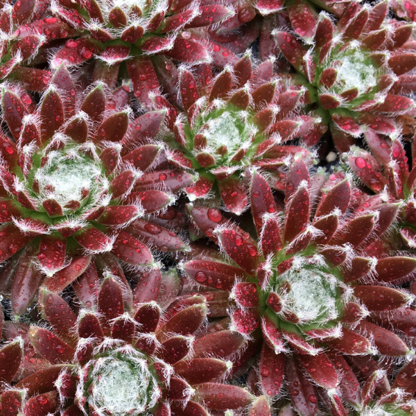 Sempervivum Chick Charms Cosmic Candy
