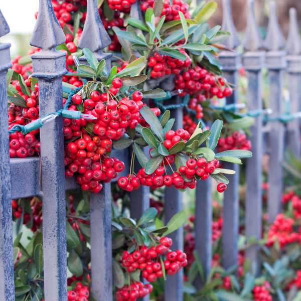 Houx verticillé femelle 'Maryland Beauty' -  Ilex verticillata 'Maryland Beauty'