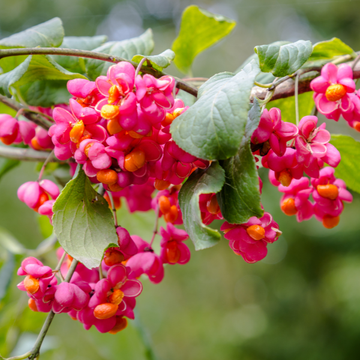 Fusain d'Europe - Euonymus europaeus