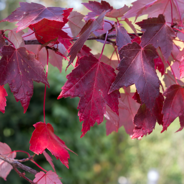 Érable rouge - Acer rubrum