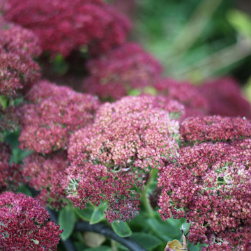 Sedum Carl