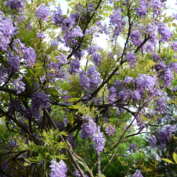 Wisteria Sinensis Caroline