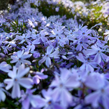 Phlox Subata Emerald Lilac - Phlox subulata 'Emerald Lilac'
