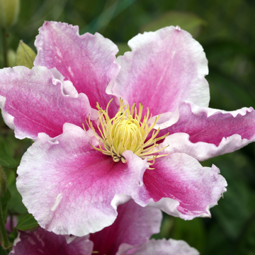 Clématite 'Piilu' - Clematis 'Piilu'