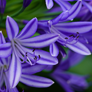 Agapanthe Umbellata Ovatus - Agapanthus Umbellata Ovatus