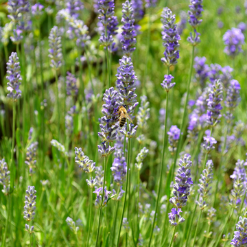 Lavande vraie 'Anna' - Lavandula angustifolia 'Anna'