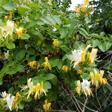 Chèvrefeuille du Japon 'Dart's Acumen' - Lonicera japonica 'Dart's Acumen'
