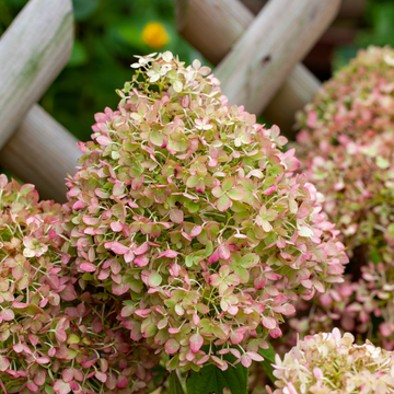Hortensia Paniculata 'Graffiti' - Hydrangea Paniculata 'Graffiti'