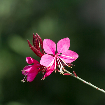 Gaura Lindheimeri Rose Panaché - Gaura Lindheimeri Pink Panaché