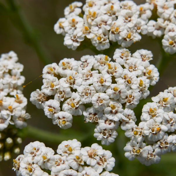 Achillea Millefolium