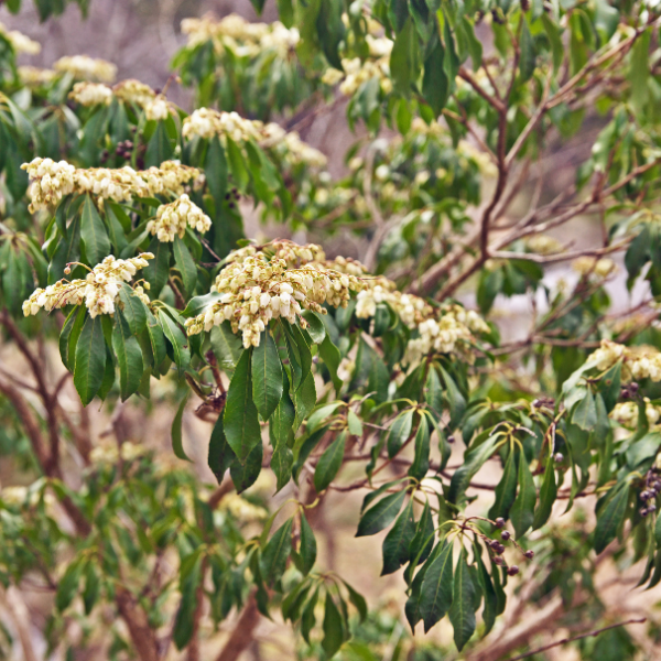 Andromède du Japon 'Little Heath' - Pieris japonica 'Little Heath'