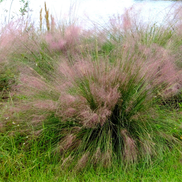Muhlenbergia Capillaris - Muhlenbergia Capillaris