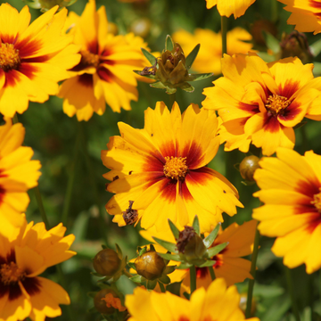 Coreopsis jaune coeur pourpre - Coreopsis grandiflora 'Sunfire'