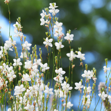 Gaura Lindh. 'Butterfly White'