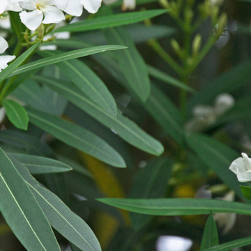 Oranger du Mexique Scented Gem® - Choisya ternata Scented Gem