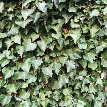 Lierre commun - Hedera helix