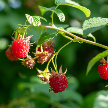 Framboisier Schönemann - Rubus idaeus Schönemann