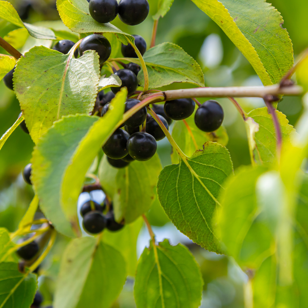 Nerprun cathartique - Rhamnus catharticus