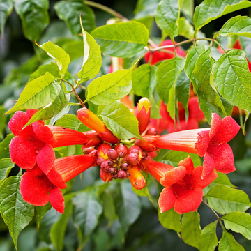 Bignone 'Summer Jazz Fire'® - Campsis tagliabuana 'Summer Jazz Fire®'