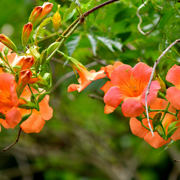 Bignone, Trompette de Virginie - Campsis radicans