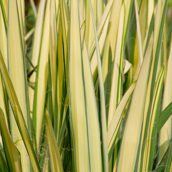 Yucca Filamentosa 'Color Guard'