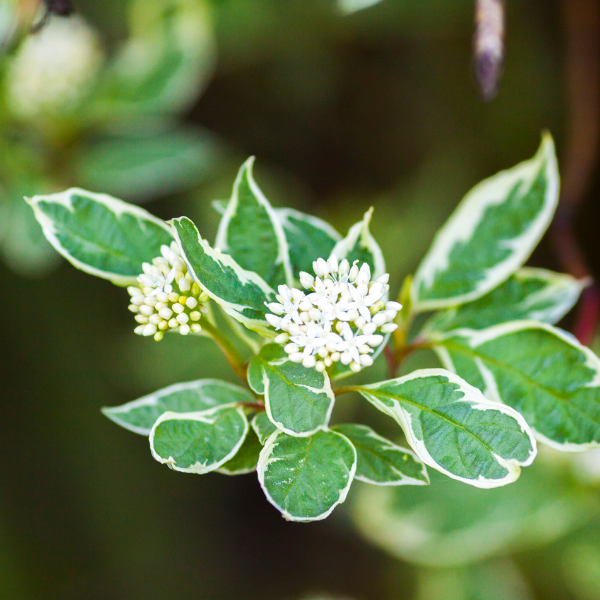 Cornouiller blanc 'Gouchaultii' - Cornus alba 'Gouchaultii'
