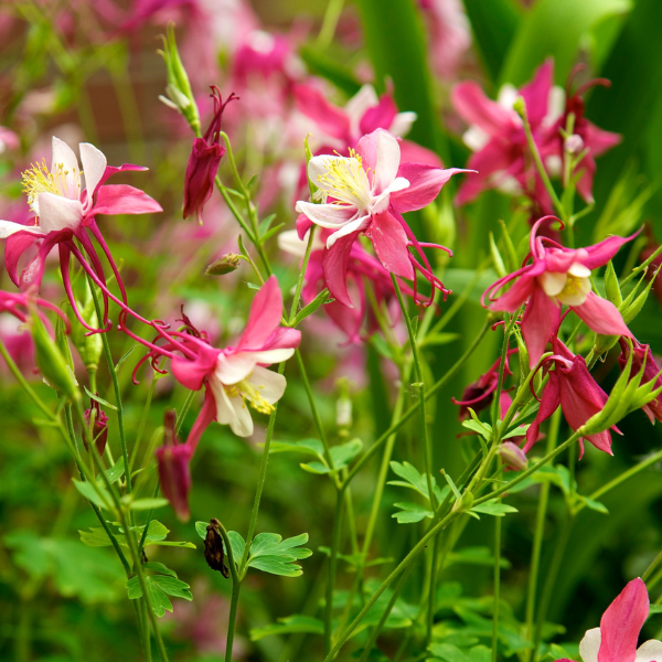 Ancolie Spring Magic Rose et Blanc