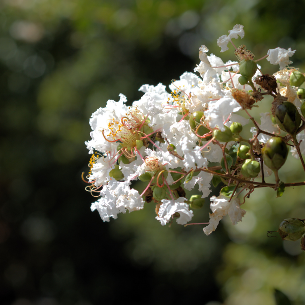 Lilas des Indes 'Neige d'été®' - Lagerstroemia indica 'Neige d'été®'