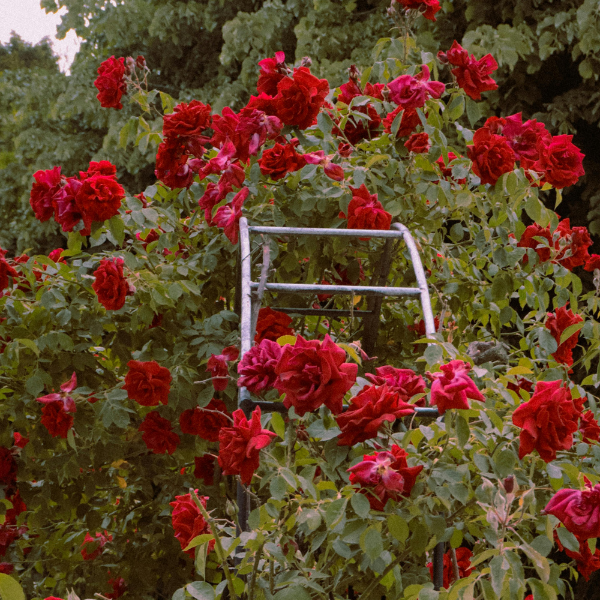 Rosier à fleurs groupées 'Black Forest Rose' - Rosa x floribunda 'Black Forest Rose'