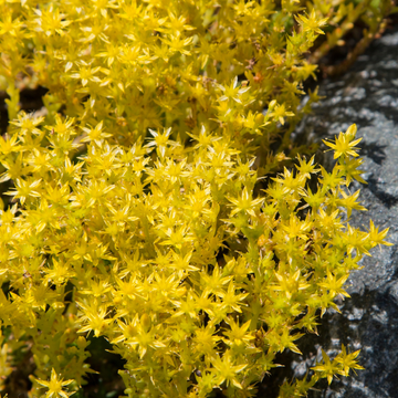 Orpin âcre, Poivre des murailles - Sedum acre