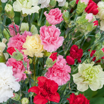Oeillet des fleuristes - Dianthus caryophyllus