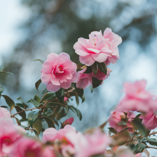 Camélia du Japon 'Scentsation' - Camellia japonica 'Scentsation'