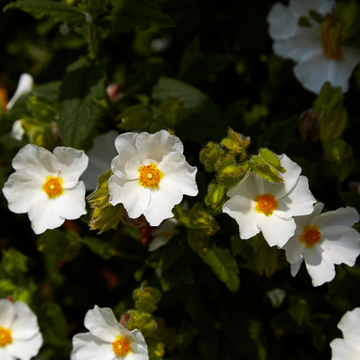 Ciste des Corbières - Cistus corbariensis