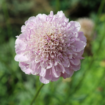 Petite scabieuse 'Pink Mist' - Scabiosa columbaria 'Pink Mist'
