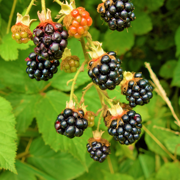 Mûrier Fruticosus Theodore Reimers - Rubus Fruticosus Theodor Reimers