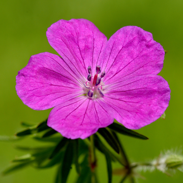 Geranium sanguin 'Max frei' - Geranium sanguineum 'Max frei'