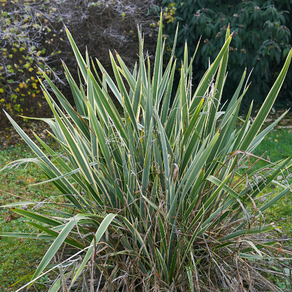 Phormium Tenax Variegatum - Phormium tenax 'Variegatum'