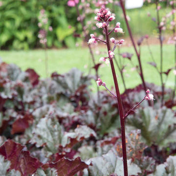 Heuchère 'Timeless Night' - Heuchera 'Timeless Night'