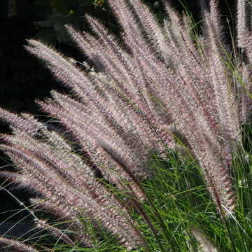Herbe aux écouvillons 'Karley Rose' - Pennisetum orientale 'Karley Rose'