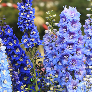 Delphinium