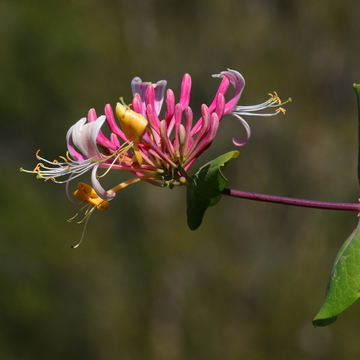 Chèvrefeuille grimpant 'Gold Flame' - Lonicera heckrottii 'Gold Flame'