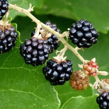 Mûre de L'Himalaya - Rubus fruticosus L'Himalaya