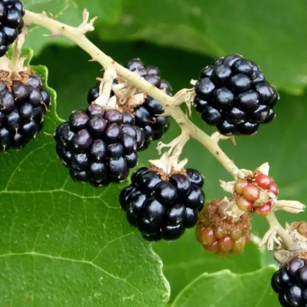 Mûre de L'Himalaya - Rubus fruticosus L'Himalaya