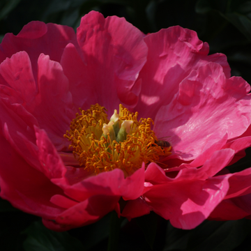 Pivoine De Chine Paula Fay - Paeonia Lactiflora Paula Fay