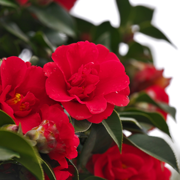 Camélia du Japon 'Blood of China' - Camellia japonica 'Blood of China'