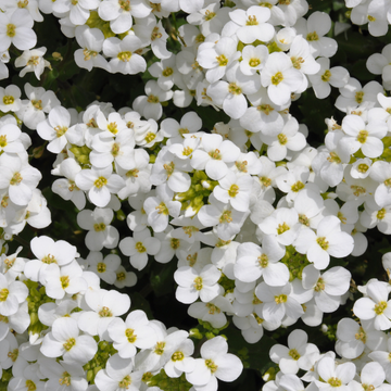 Arabette du Caucase 'Aralba' - Arabis caucasica Little treasure White 'Aralba'