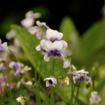 Violette lierre - Viola hederacea